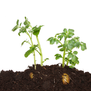Plant dine læggekartofler