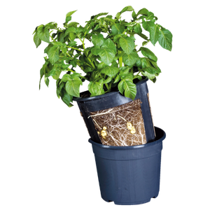 Plant læggekartofler i potte eller sæk